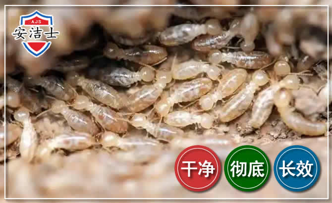 南浔区白蚁防治