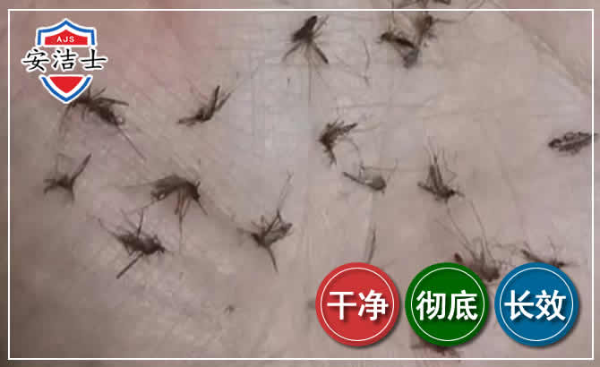 南浔区蚊子防治-灭蚊