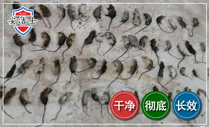 南浔区鼠害防治-灭鼠