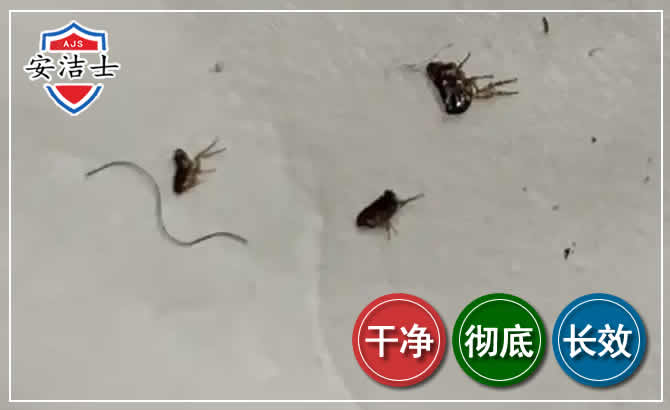 南浔区跳蚤防治-灭跳蚤