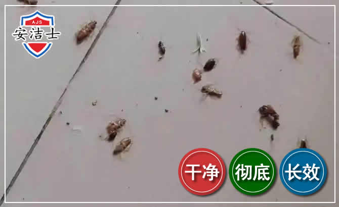 南浔区蟑螂防治-灭蟑螂