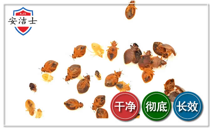 南浔区臭虫防治-消灭臭虫